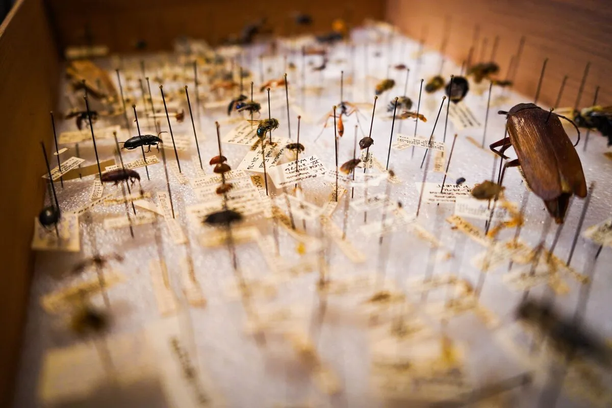 Owady przypięte szpilkami w zbiorze entomologicznym