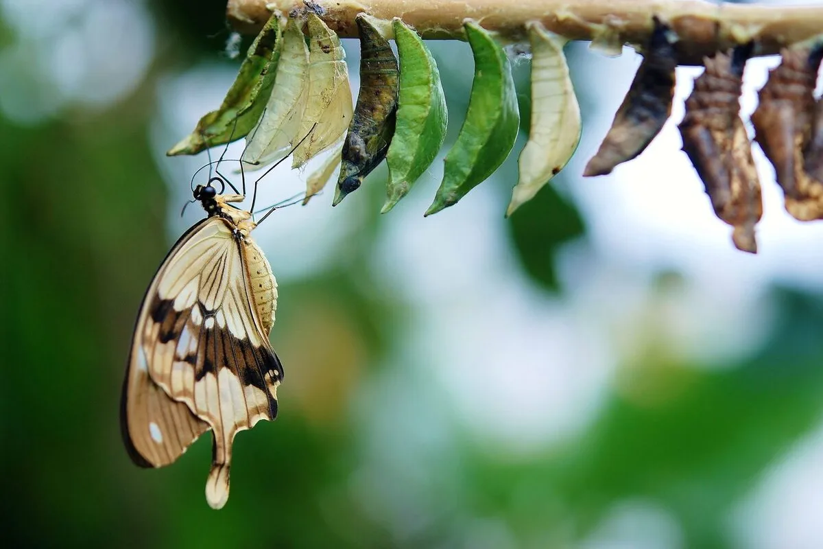 Motyl wychodzący z poczwarki