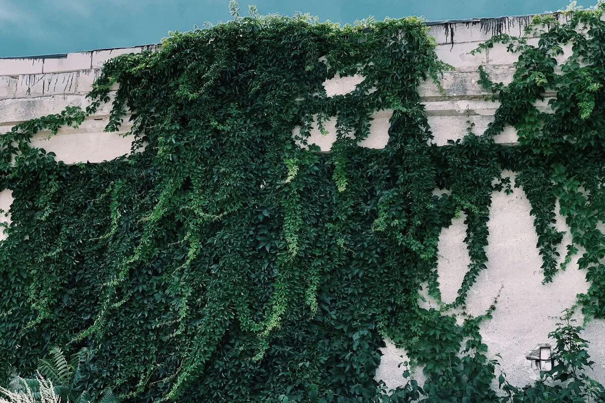 Bluszcz porastający mur budynku