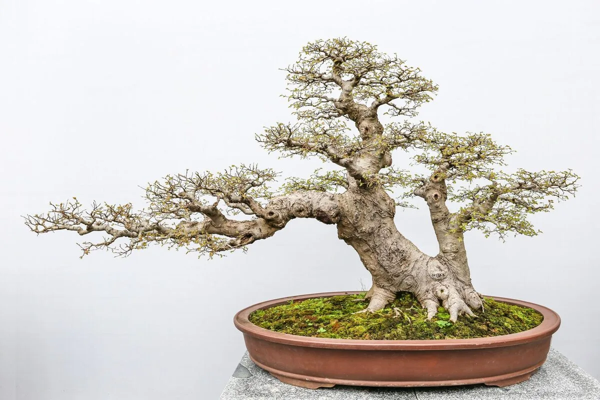 Drzewko bonsai w płaskiej misie