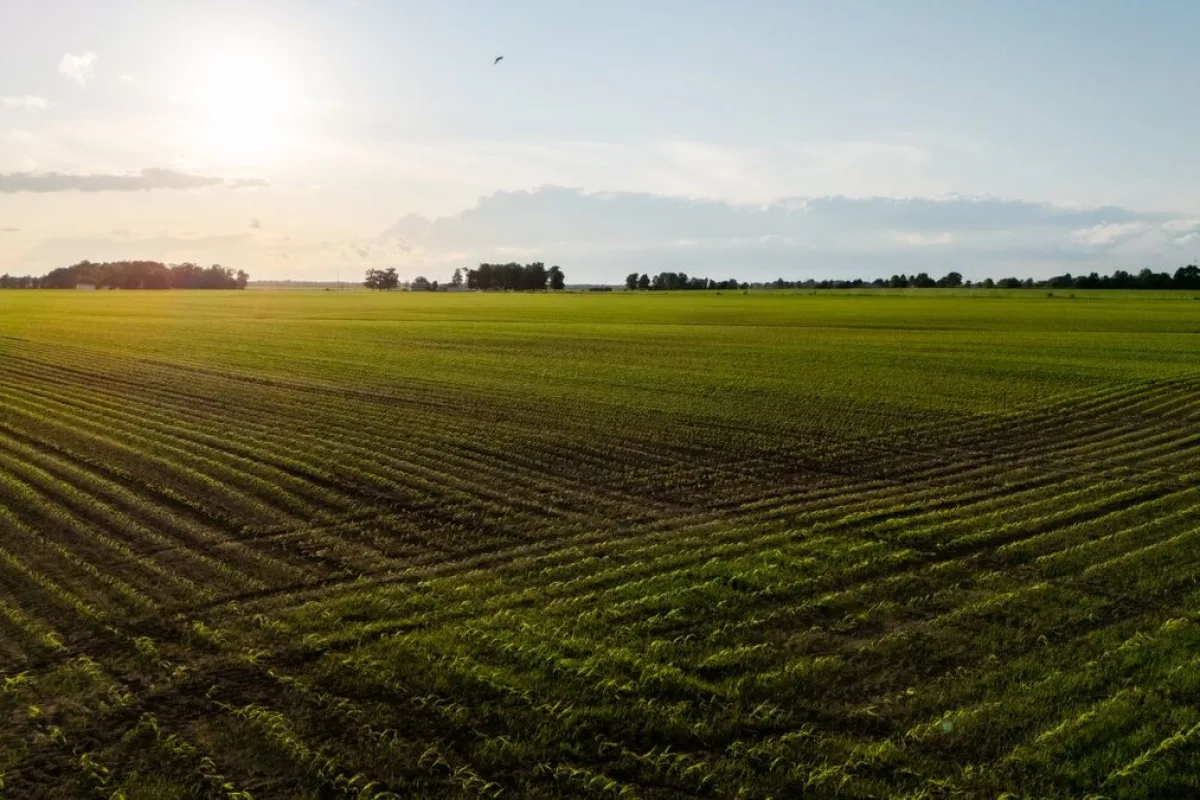 Rzędy zasiewów ciągnące się po horyzont