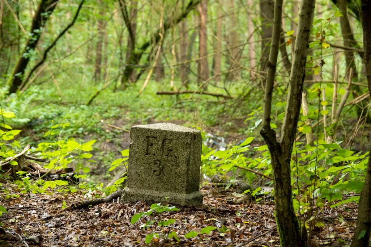 Kamień graniczny stojący w lesie